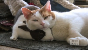 Service garde animaux