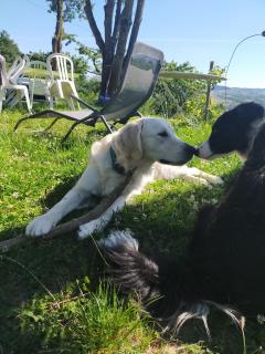 Service chien
