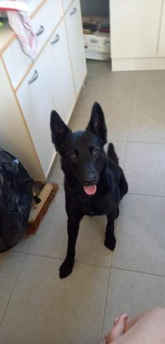 Service chien