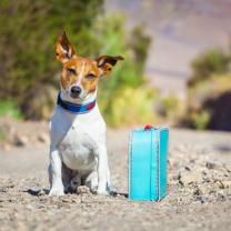 Service chien