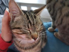 Service garde animaux
