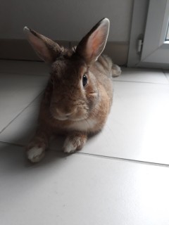 Service garde lapin
