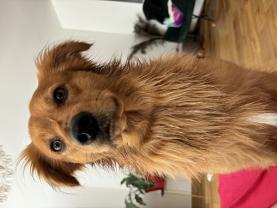 Service chien