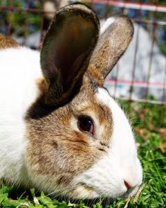 Service garde lapin