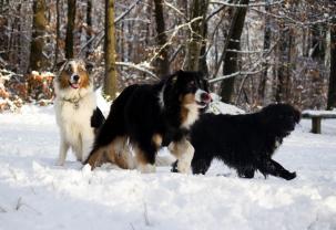 Service garde animaux