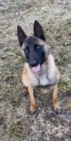 Service chien