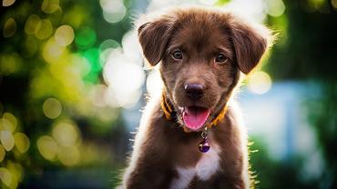 Service garde animaux