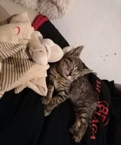 Service garde animaux