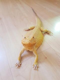 Service reptile
