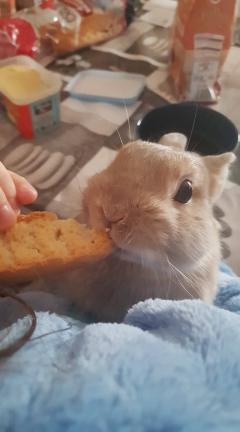 Service garde lapin