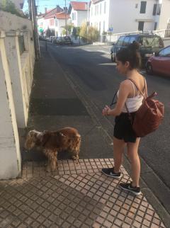 Service chien
