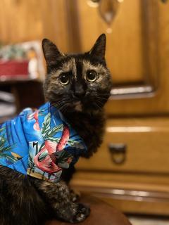 Service garde animaux