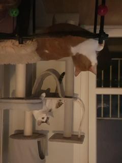 Service garde animaux