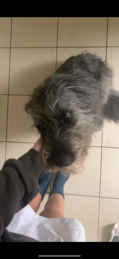 Service garde animaux