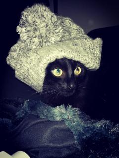 Service garde animaux