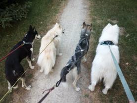 Service garde animaux