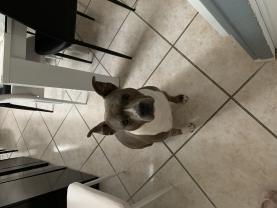 Service chien