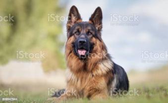 Service garde animaux