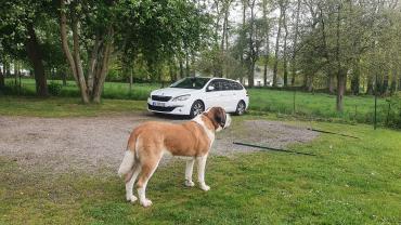 Service chien