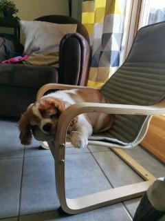 Service chien
