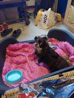Service garde animaux
