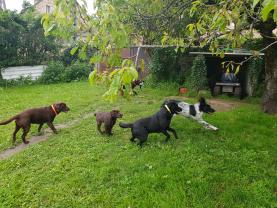 Service chien