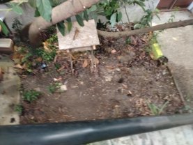 Service jardinage
