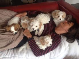 Service garde animaux