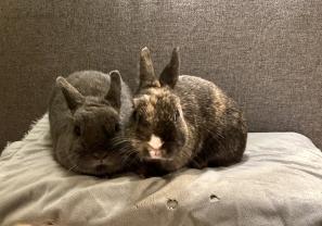 Service garde lapin