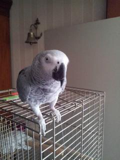 Service oiseaux