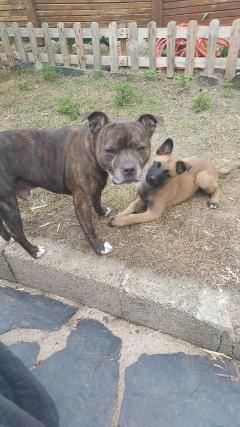 Service garde animaux