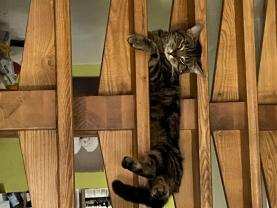 Service garde animaux