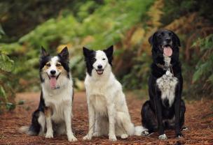 Service chien