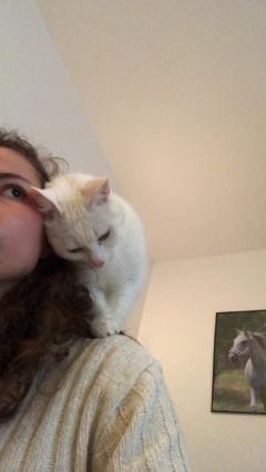 Service garde animaux