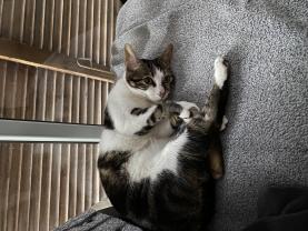 Service garde animaux