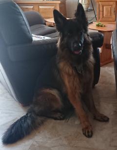 Service garde animaux
