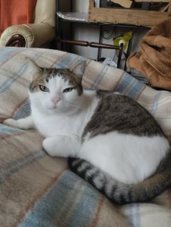 Service garde animaux