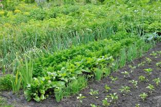 Location jardin potager