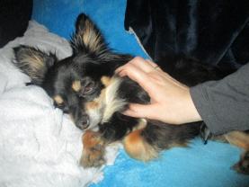 Service garde animaux