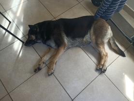 Service garde animaux