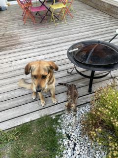 Service garde animaux