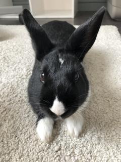 Service garde lapin
