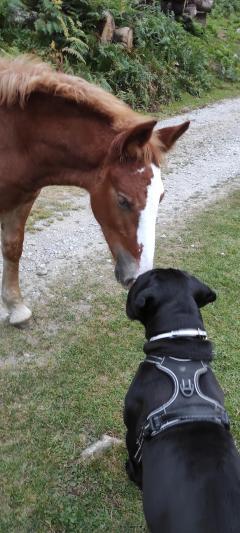 Service chien