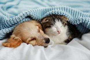 Service garde animaux