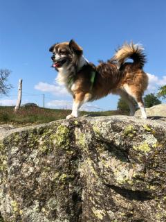 Service garde animaux