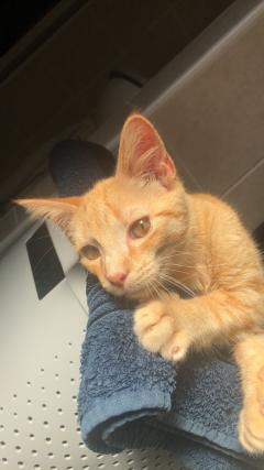 Service garde animaux