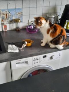 Service garde animaux