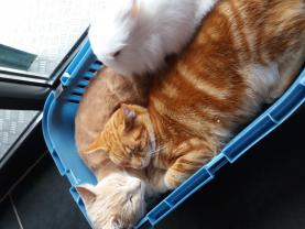 Service garde animaux