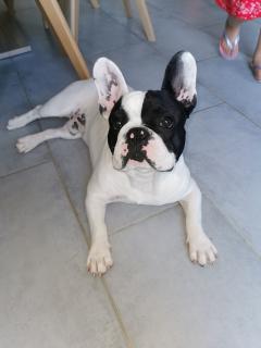 Service chien