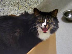 Service garde animaux
